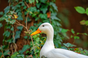 Con vịt, duck, cỏ, grass, vịt trắng, animal, động vật - Pawel Hordjewicz