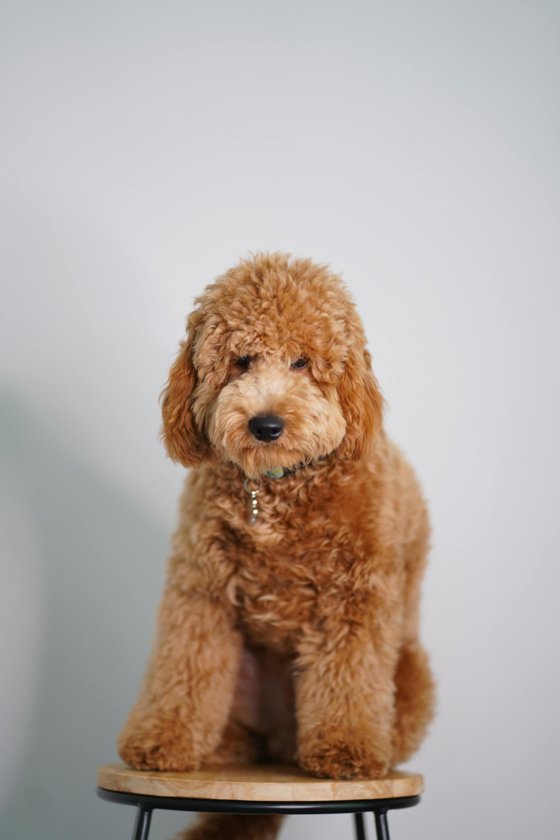 Chó poodle, poodle, chó, dog, lông, fur, thú cưng, pet, vật nuôi, domestic animal, động vật, animal, dễ thương, cute - Quionie Gaban