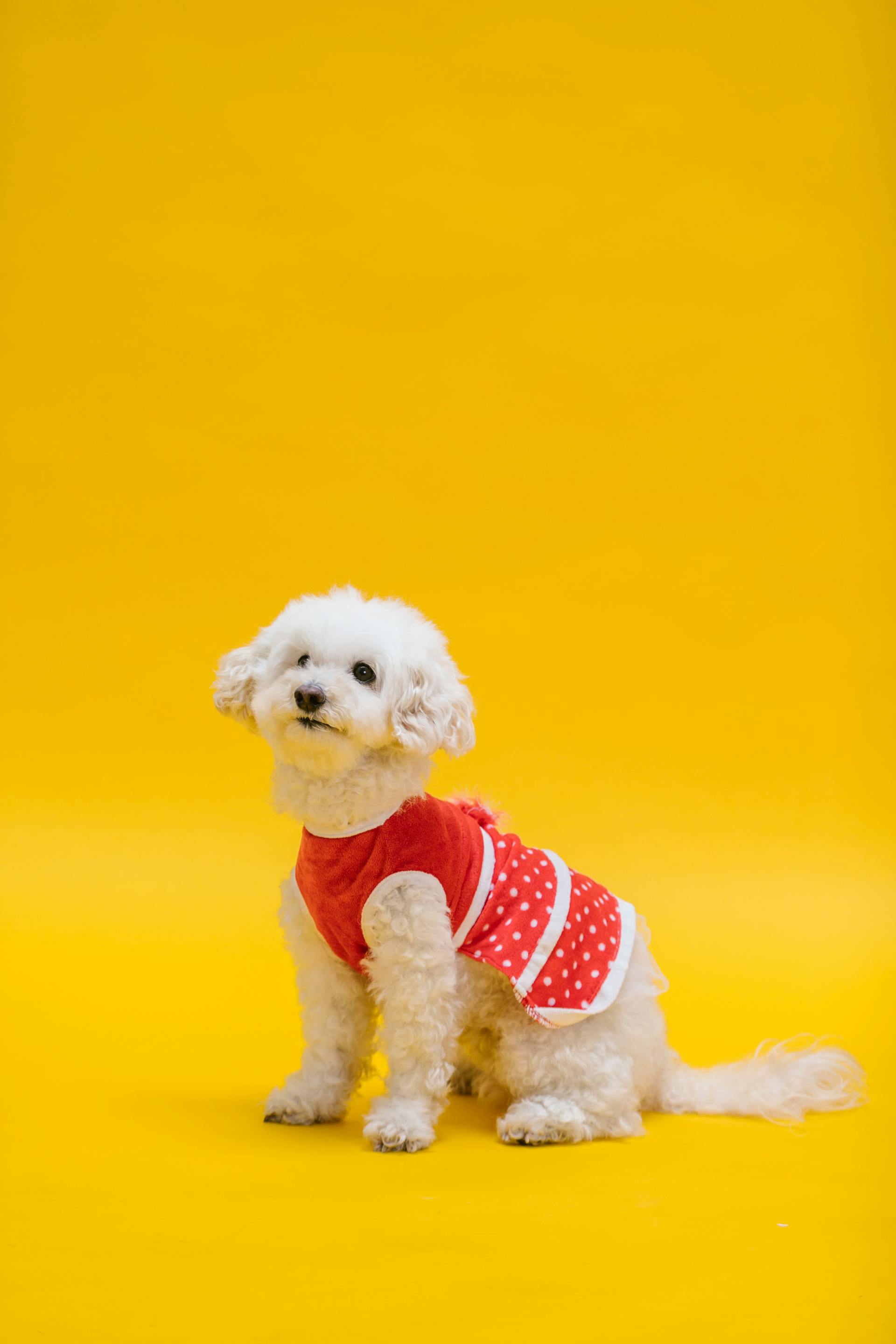 Chó poodle, poodle, chó, dog, lông, fur, thú cưng, pet, vật nuôi, domestic animal, động vật, animal, dễ thương, cute, quần áo, clothes - RDNE Stock project 3