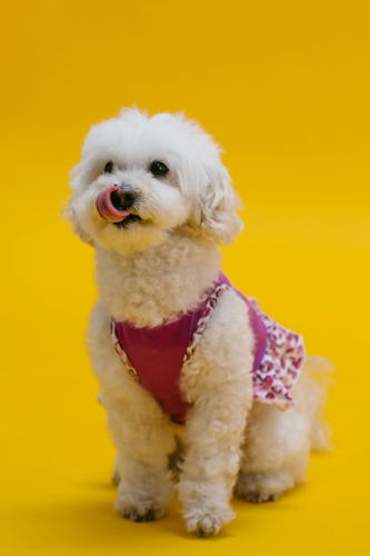 Chó poodle, poodle, chó, dog, lông, fur, thú cưng, pet, vật nuôi, domestic animal, động vật, animal, dễ thương, cute, quần áo, clothes, thè lưỡi, tongue out - RDNE Stock project