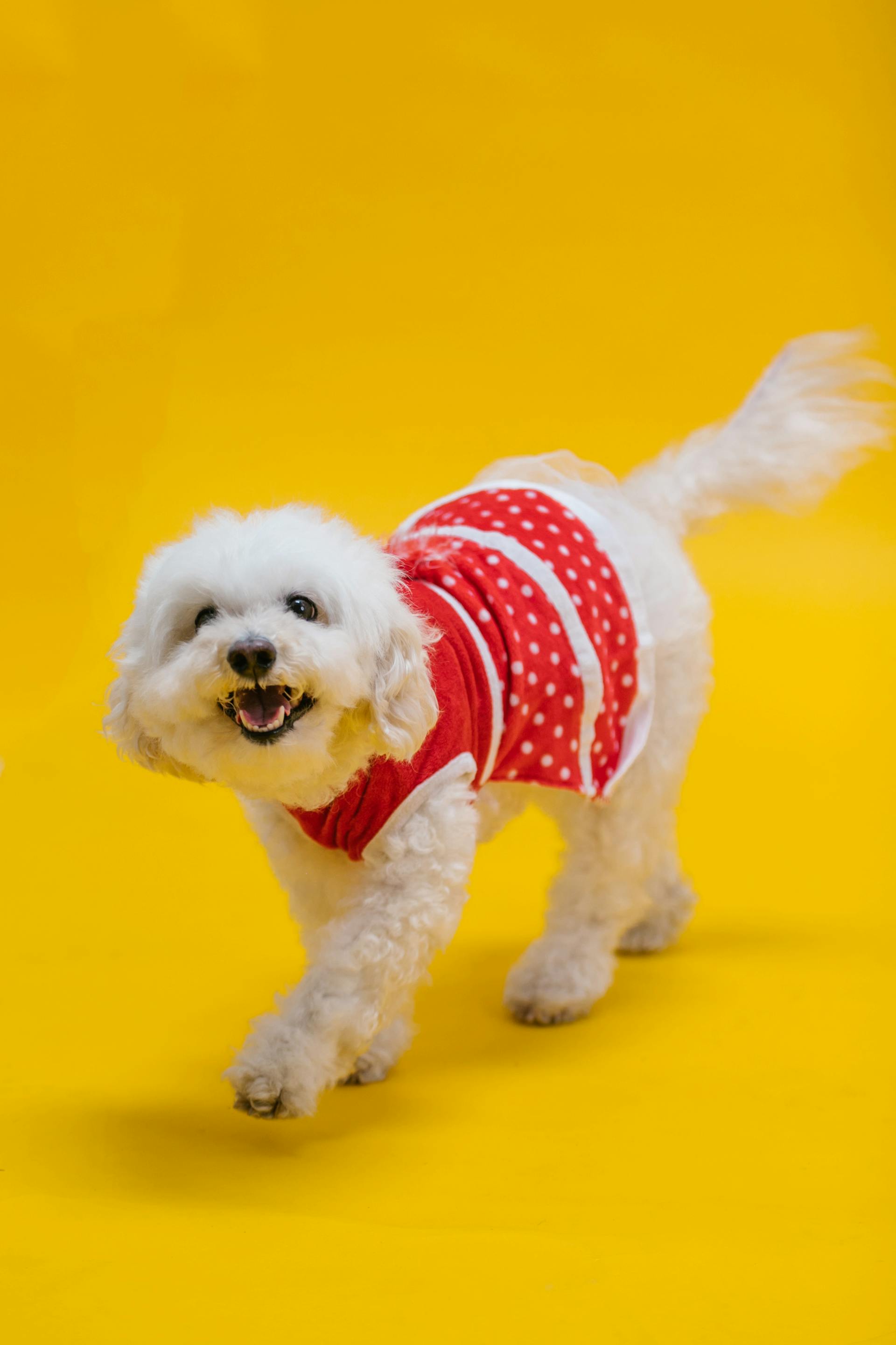 Chó poodle, poodle, chó, dog, lông, fur, thú cưng, pet, vật nuôi, domestic animal, động vật, animal, dễ thương, cute, quần áo, clothes - RDNE Stock project 2