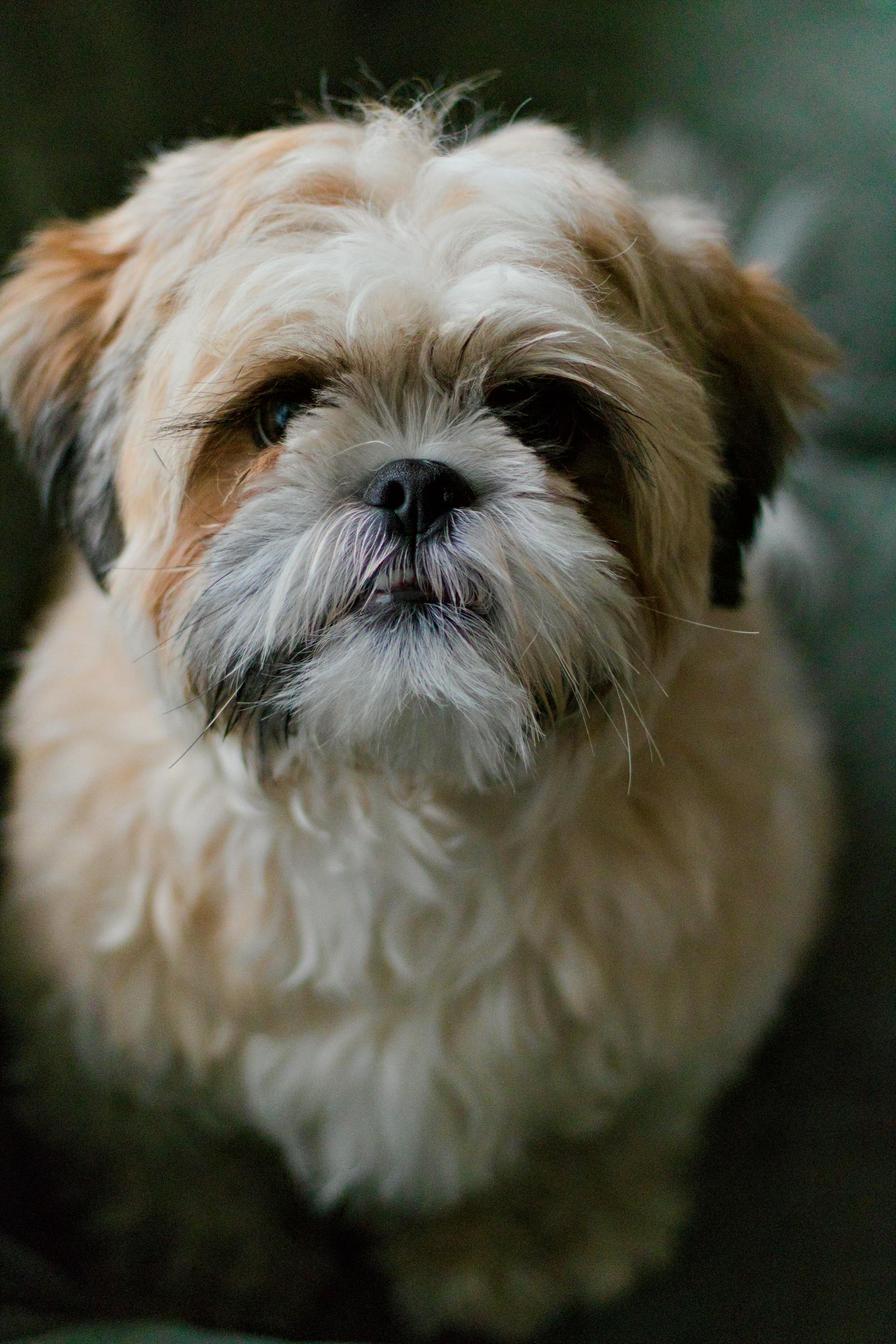 Chó shih tzu, shih tzu, chó, dog, thú cưng, pet, vật nuôi, domestic animal, động vật, animal, dễ thương, cute, lông, fur - Rixt Nijholt