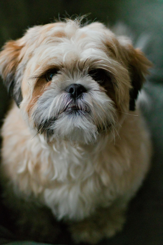 Chó shih tzu, shih tzu, chó, dog, thú cưng, pet, vật nuôi, domestic animal, động vật, animal, dễ thương, cute, lông, fur - Rixt Nijholt