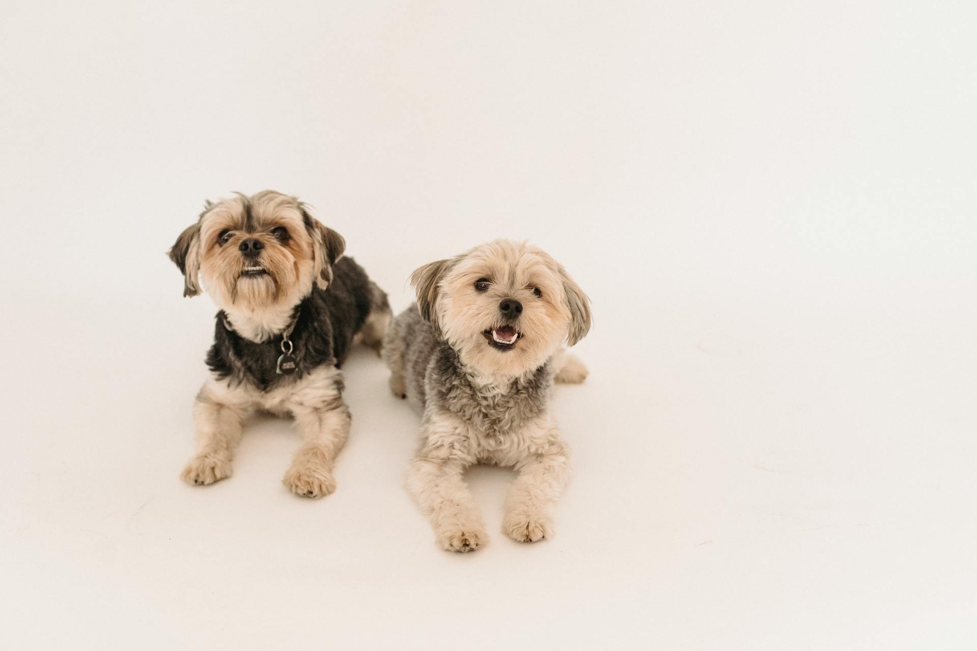 Chó sục yorkshire, yorkshire terrier, chó, dog, lông, fur, thú cưng, pet, vật nuôi, domestic animal, động vật, animal, dễ thương, cute - Sam Lion 3