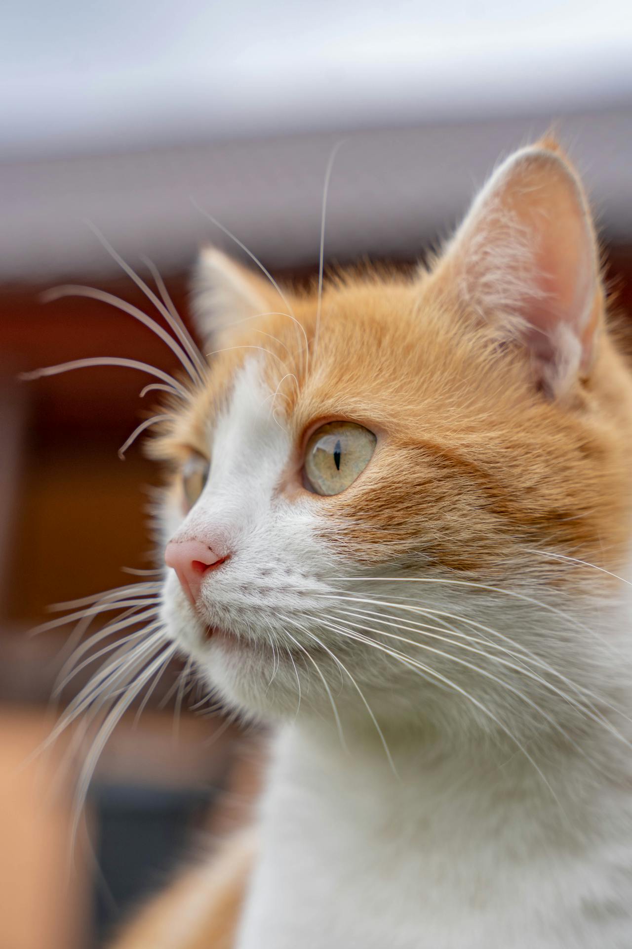 Con mèo, cat, động vật, dễ thương, mèo vàng, sand, animal, cute, yellow cat, - Scrob Andreea