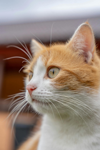 Con mèo, cat, động vật, dễ thương, mèo vàng, sand, animal, cute, yellow cat, - Scrob Andreea