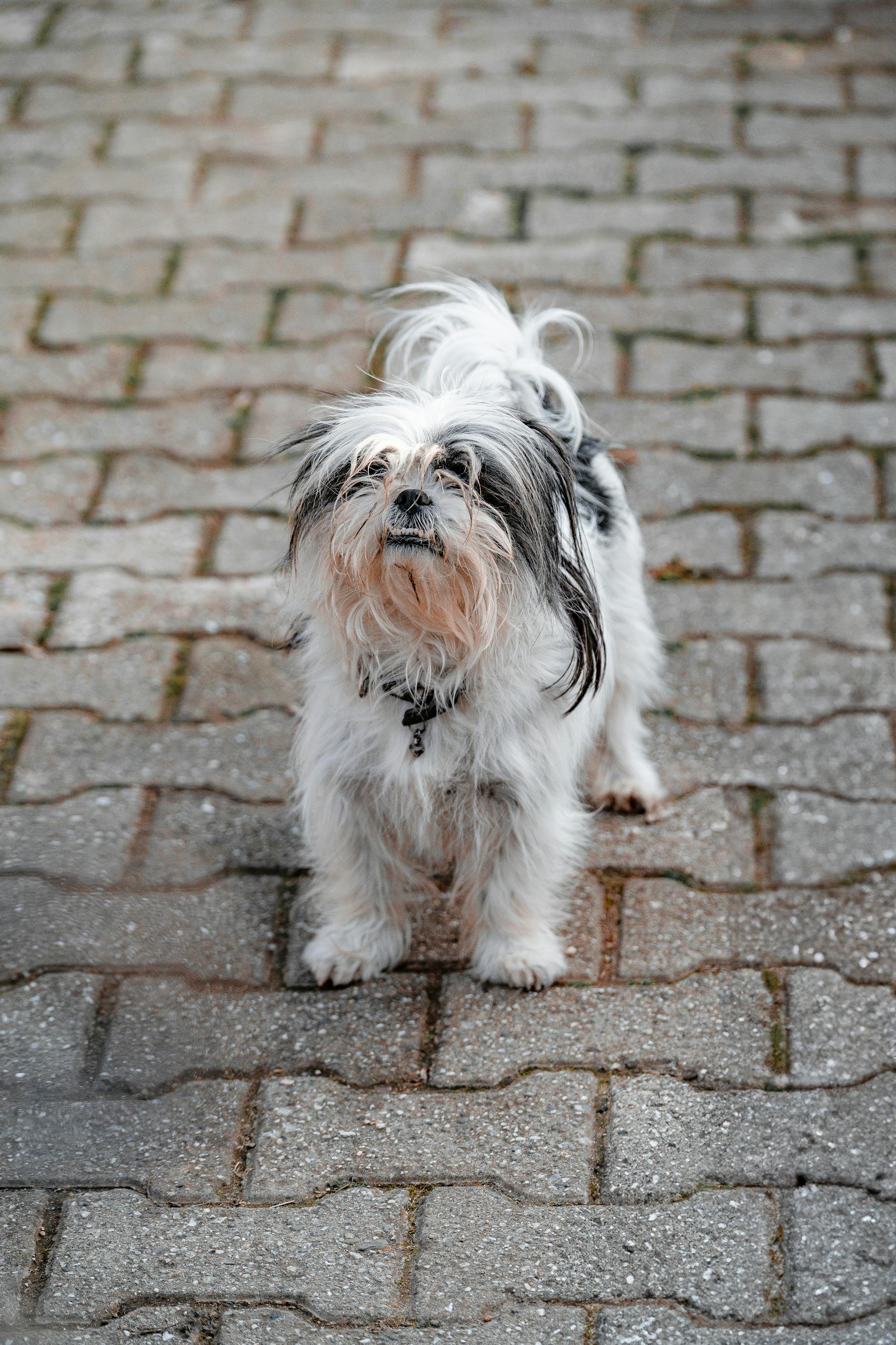 Shih tzu, lông, fur, chó, dog, thú cưng, pet, vật nuôi, domestic animal, động vật, animal, dễ thương, cute, đường lát gạch, brick path - Şahin Doğdu