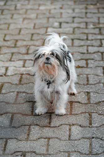 Shih tzu, lông, fur, chó, dog, thú cưng, pet, vật nuôi, domestic animal, động vật, animal, dễ thương, cute, đường lát gạch, brick path - Şahin Doğdu
