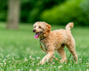 Chó poodle, poodle, lông, fur, chó, dog, thú cưng, pet, vật nuôi, domestic animal, động vật, animal, cỏ, grass, dây xích, leash, hoa, flowers, thè lưỡi, tongue out - Skyler Ewing