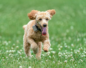 Chó poodle, poodle, lông, fur, chó, dog, thú cưng, pet, vật nuôi, domestic animal, động vật, animal, cỏ, grass, dây xích, leash, hoa, flowers, thè lưỡi, tongue out - Skyler Ewing 2