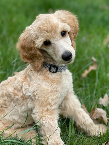 Chó poodle, poodle, lông, fur, chó, dog, thú cưng, pet, vật nuôi, domestic animal, động vật, animal, cỏ, grass - Skyler Ewing 5
