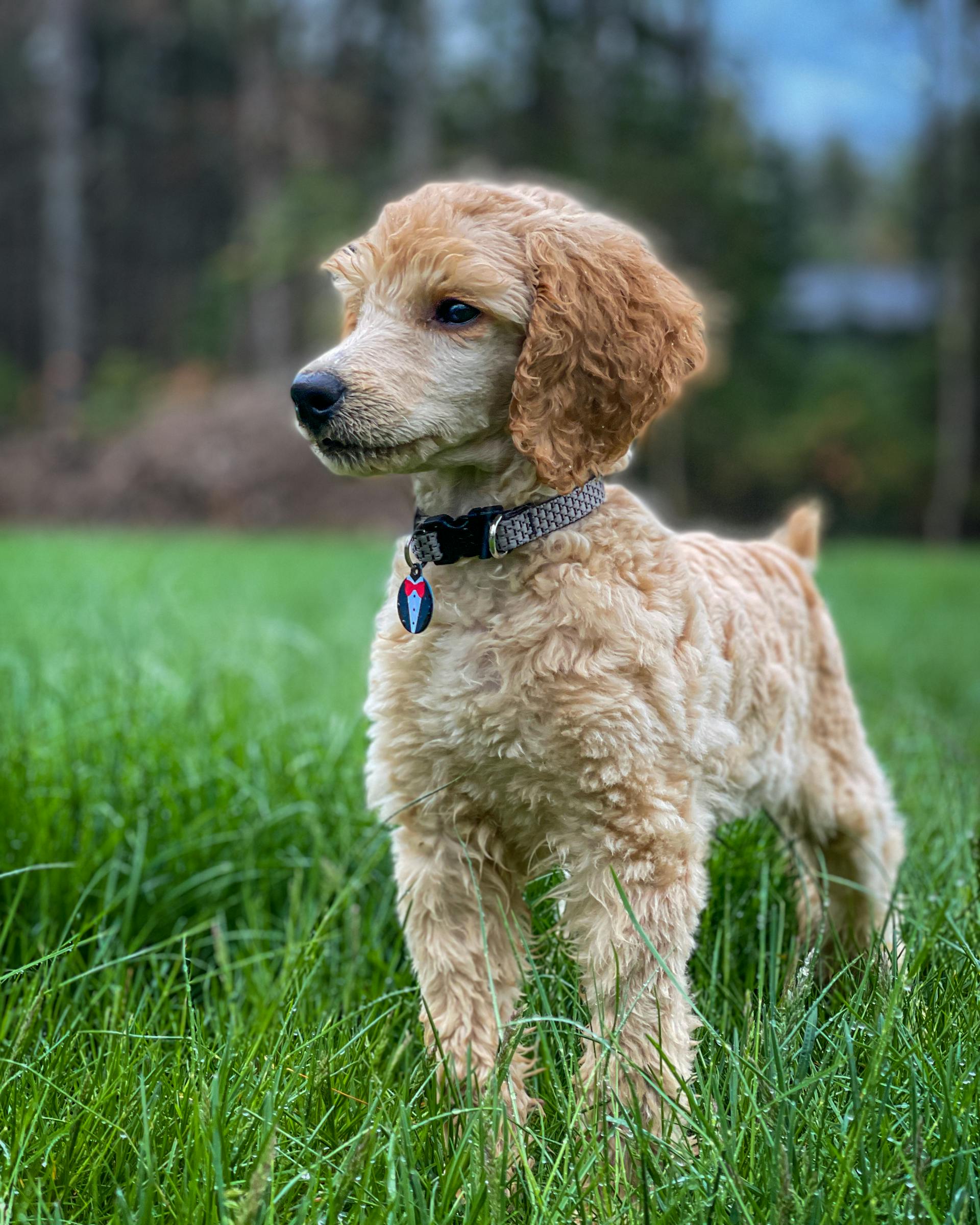 Chó poodle, poodle, lông, fur, chó, dog, thú cưng, pet, vật nuôi, domestic animal, động vật, animal, cỏ, grass - Skyler Ewing 6