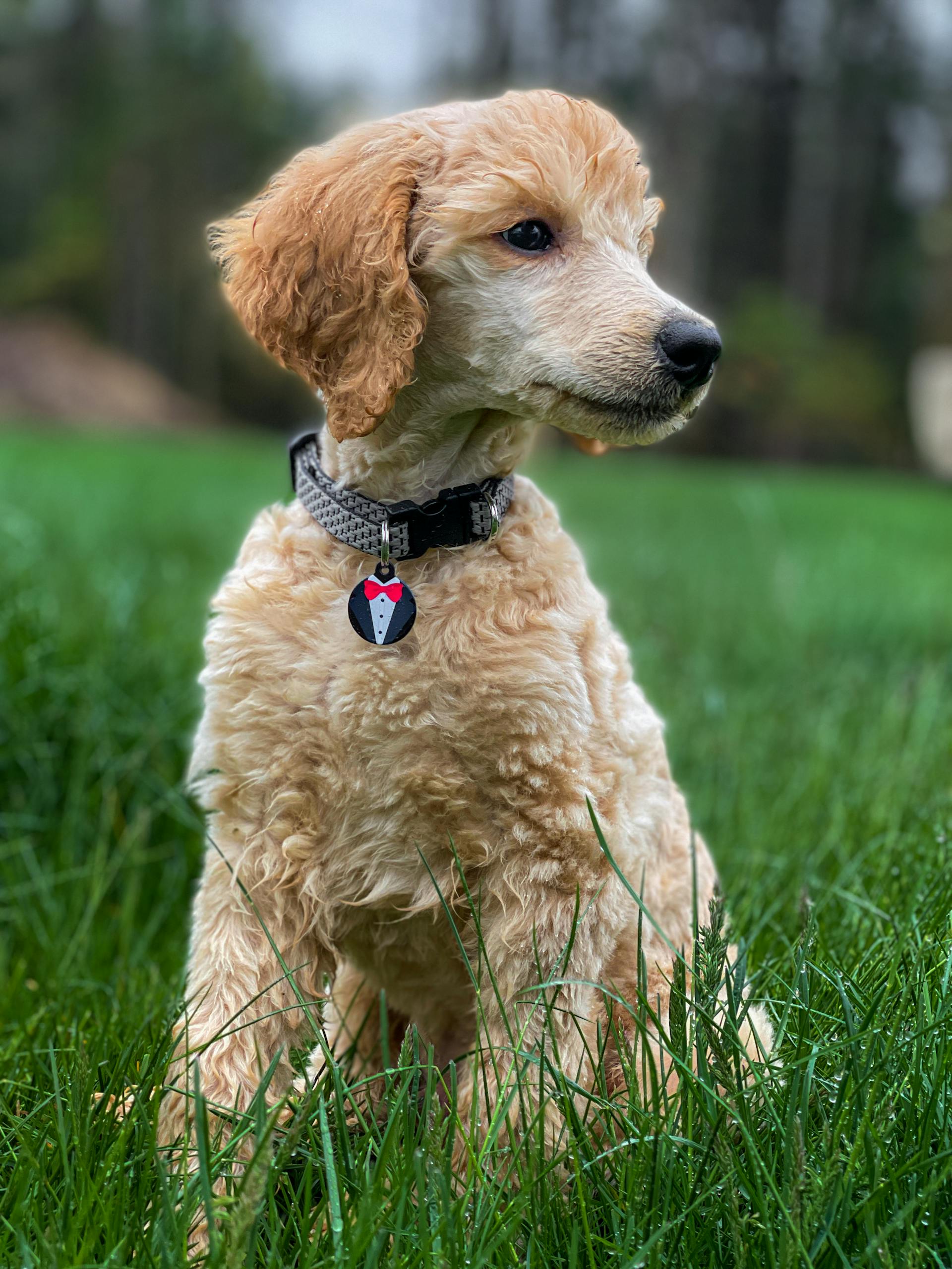 Chó poodle, poodle, lông, fur, chó, dog, thú cưng, pet, vật nuôi, domestic animal, động vật, animal, cỏ, grass - Skyler Ewing 7
