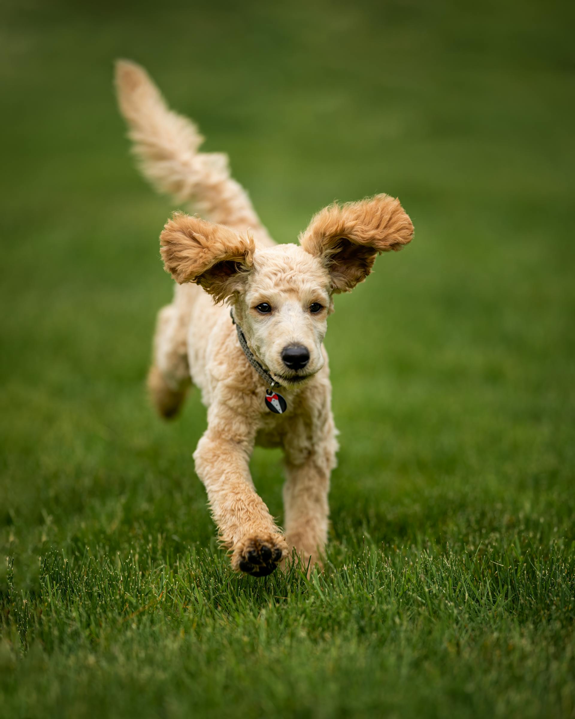 Chó poodle, poodle, lông, fur, chó, dog, thú cưng, pet, vật nuôi, domestic animal, động vật, animal, cỏ, grass - Skyler Ewing