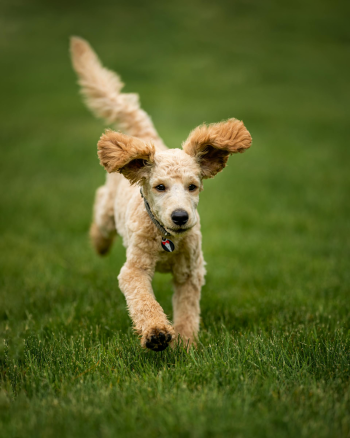 Chó poodle, poodle, lông, fur, chó, dog, thú cưng, pet, vật nuôi, domestic animal, động vật, animal, cỏ, grass - Skyler Ewing