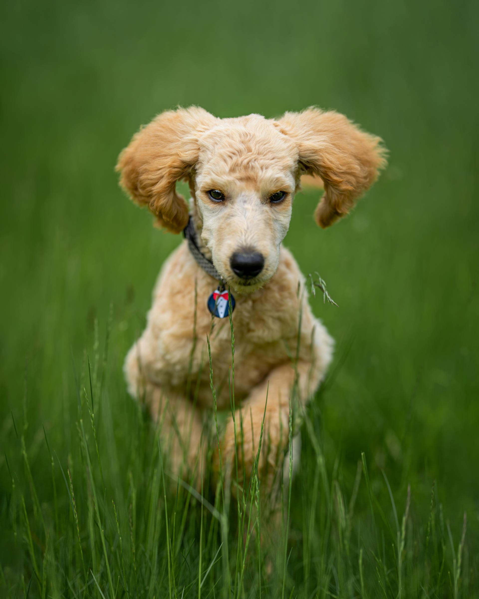 Chó poodle, poodle, lông, fur, chó, dog, thú cưng, pet, vật nuôi, domestic animal, động vật, animal, cỏ, grass - Skyler Ewing 2
