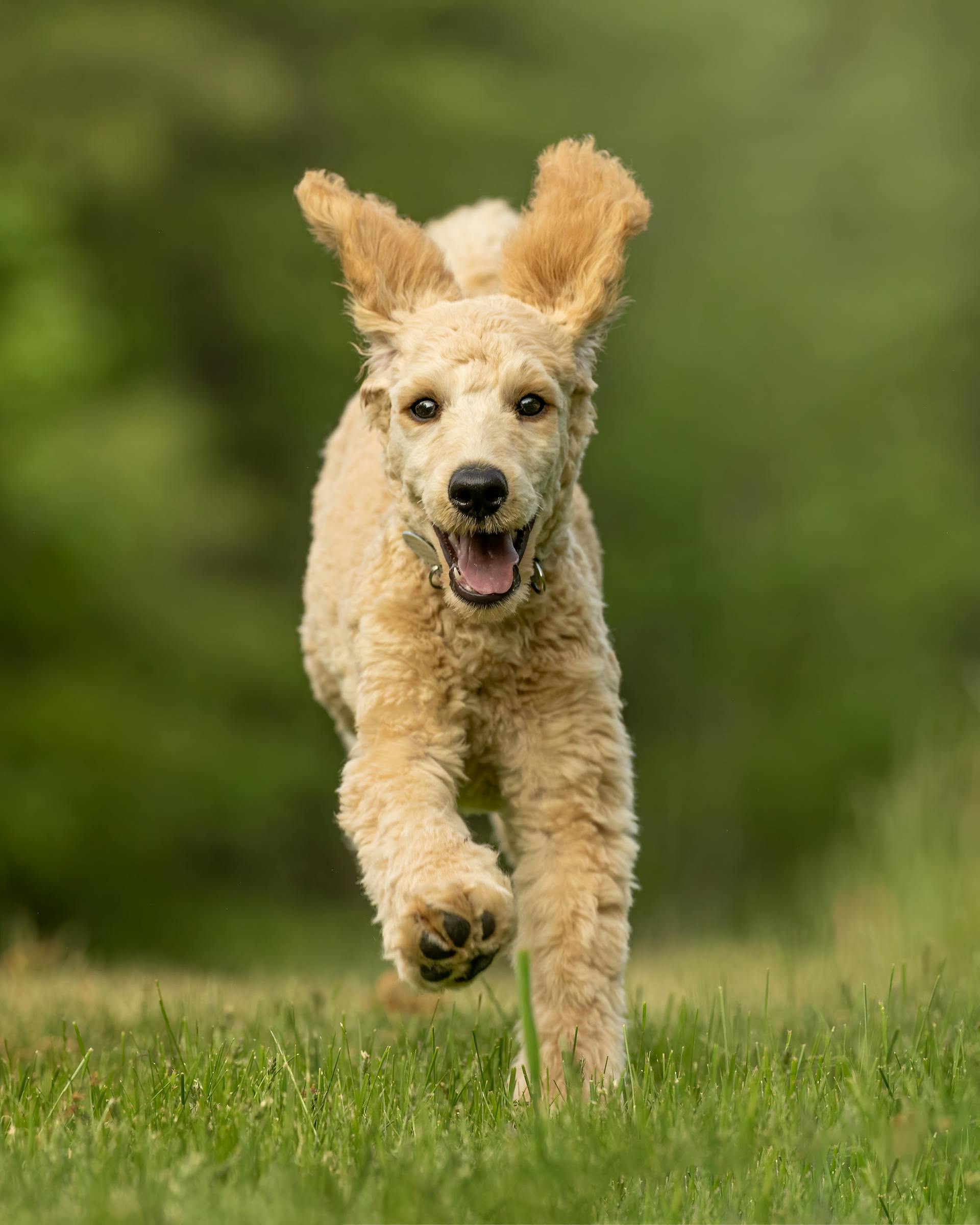 Chó poodle, poodle, lông, fur, chó, dog, thú cưng, pet, vật nuôi, domestic animal, động vật, animal, cỏ, grass, thè lưỡi, tongue out - Skyler Ewing 1