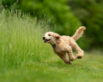 Chó poodle, poodle, lông, fur, chó, dog, thú cưng, pet, vật nuôi, domestic animal, động vật, animal, cỏ, grass - Skyler Ewing 1
