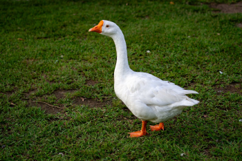 Con vịt, duck, cỏ, grass, vịt trắng, animal, động vật - Alex Agrico