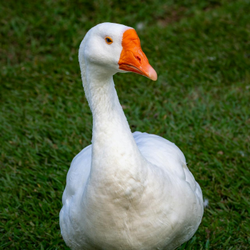 Con vịt, duck, cỏ, grass, vịt trắng, animal, động vật - Alex Agrico 1