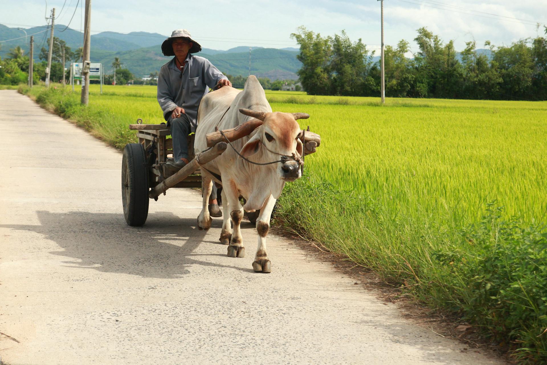 Xe bò, ox cart, bò, ox, người đàn ông, man, lái xe bò, driving ox cart, đường làng, village road, cánh đồng lúa, rice field, nông thôn, rural - Sun Lee