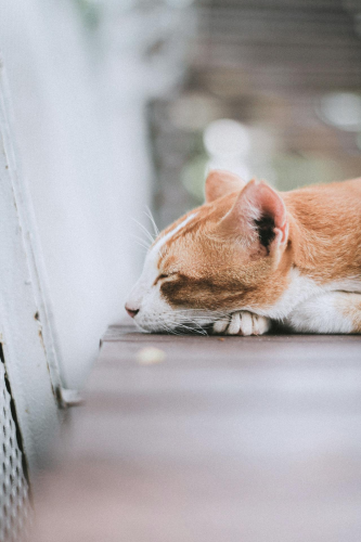 Con mèo, cat, động vật, dễ thương, mèo vàng, mèo Anh, sand, animal, cute, yellow cat - Yvon Gallant 1