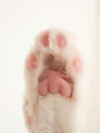 Con mèo, chân mèo, cat, cat paw, chân mèo, soft fur, lông mềm, dễ thương -  The 3 Dragons