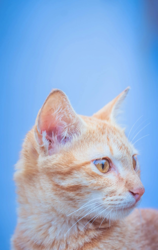 Con mèo, cat, động vật, dễ thương, mèo vàng, sand, animal, cute, yellow cat, - VIKKI artgallery