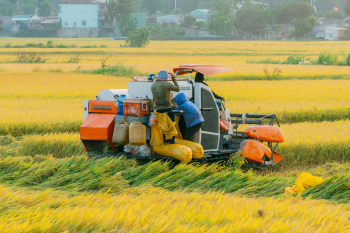 Máy gặt đập liên hợp, combine harvester, nông dân, farmer, cánh đồng lúa, rice field, nông nghiệp, agriculture, thu hoạch lúa, rice harvesting - Vũ Bụi