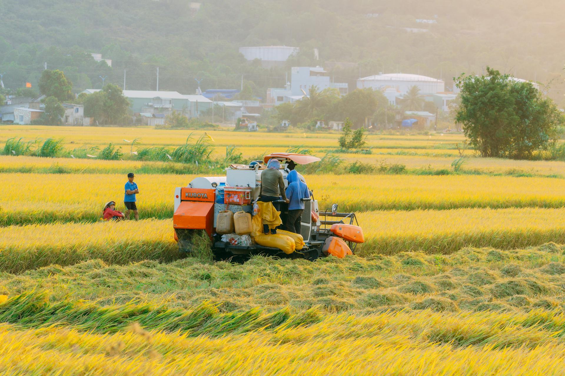 Máy gặt đập liên hợp, combine harvester, nông dân, farmer, cánh đồng lúa, rice field, nông nghiệp, agriculture, thu hoạch lúa, rice harvesting - Vũ Bụi 1