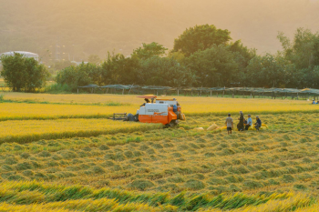Máy gặt đập liên hợp, combine harvester, nông dân, farmer, cánh đồng lúa, rice field, nông nghiệp, agriculture, thu hoạch lúa, rice harvesting - Vũ Bụi 2