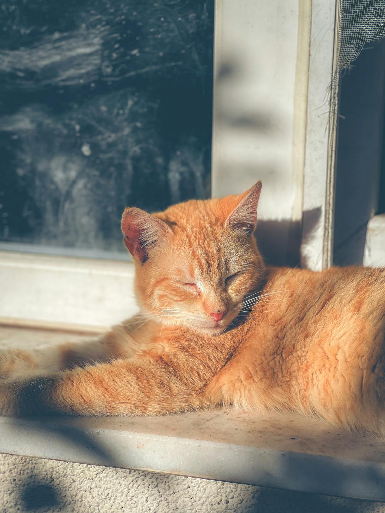 Con mèo, cat, động vật, dễ thương, mèo vàng, sand, animal, cute, yellow cat - Yunus Kılıç