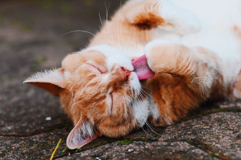 Con mèo, cat, động vật, dễ thương, mèo vàng, mèo Anh, sand, animal, cute, yellow cat - Con mèo, cat, động vật, dễ thương, mèo vàng, mèo Anh, sand, animal, cute, yellow cat - Yvon Gallant