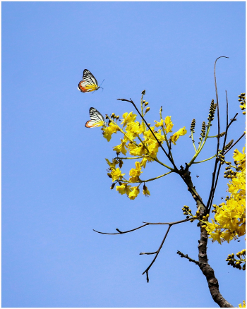 Hoa mai, apricot blossom, hoa, màu vàng, hoa nở, thực vật, yellow,flower, yellow, flower-TieuBaoTruong