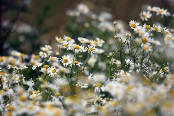 Hoa cúc, daisy, chrysanthemum, hoa, màu trắng, hoa nở, thực vật, white, flower, white flower - artellliii72