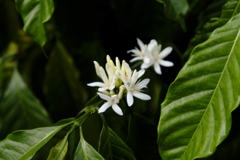 Hoa lài,  jasmine flower, hoa, màu trắng, hoa nở, thực vật, white, flower, white flower- bboyecko