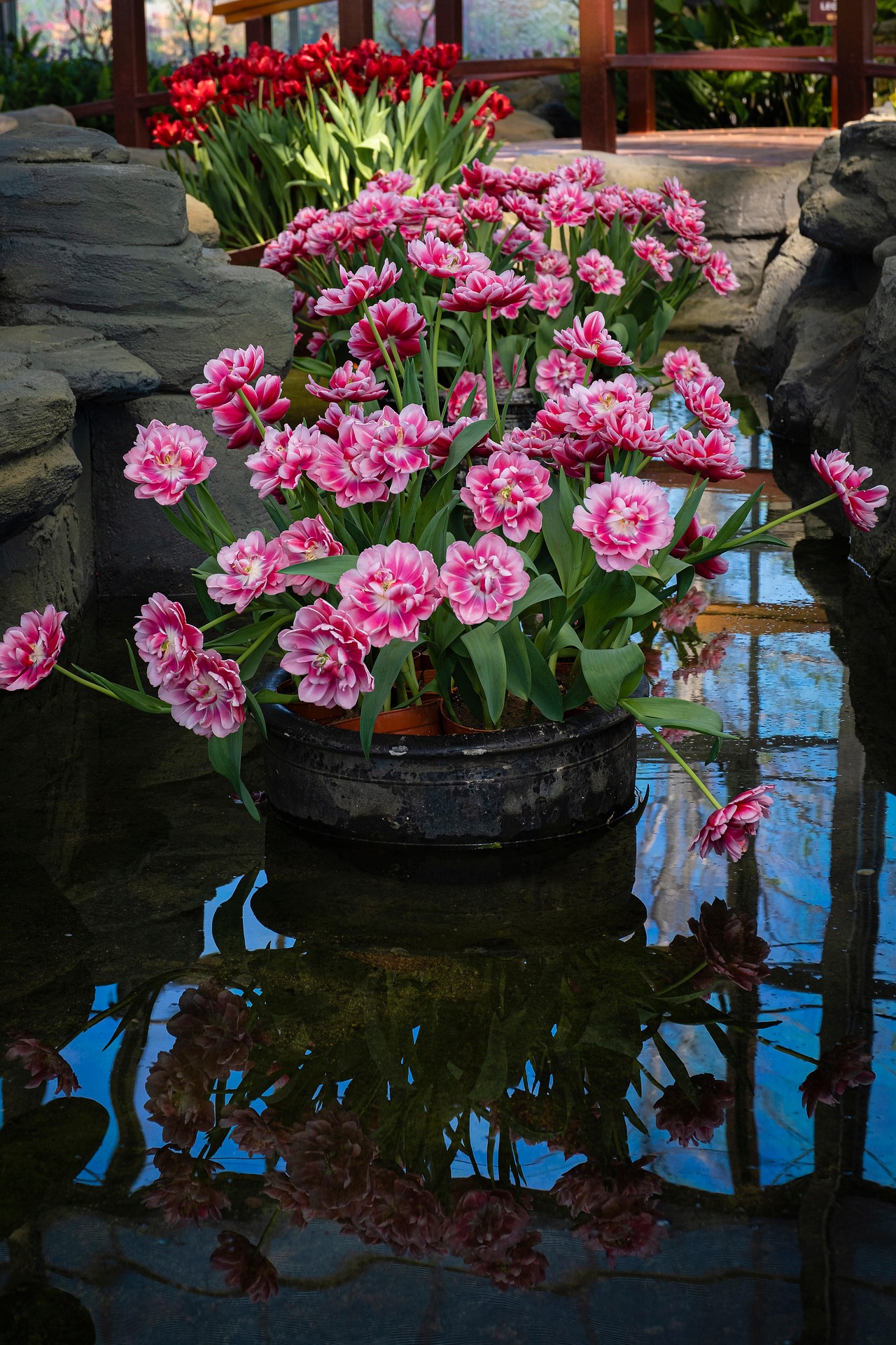 Tulip, hoa, màu hồng, hoa nở, thực vật, pink, flower, pink flower-TieuBaoTruong 3
