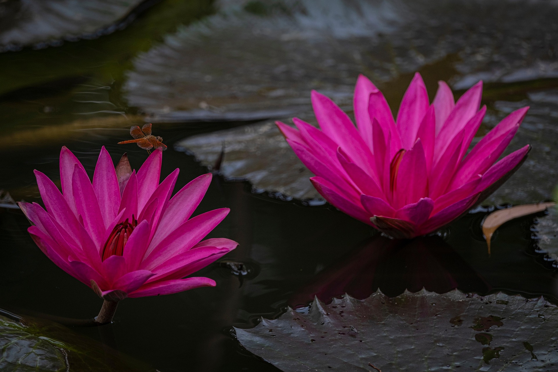 Hoa sen, lotus, hoa, màu hồng, hoa nở, thực vật, pink, flower, pink flower-TieuBaoTruong 1