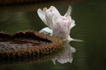Hoa, màu hồng, hoa nở, thực vật, pink, flower, pink flower-TieuBaoTruong 1