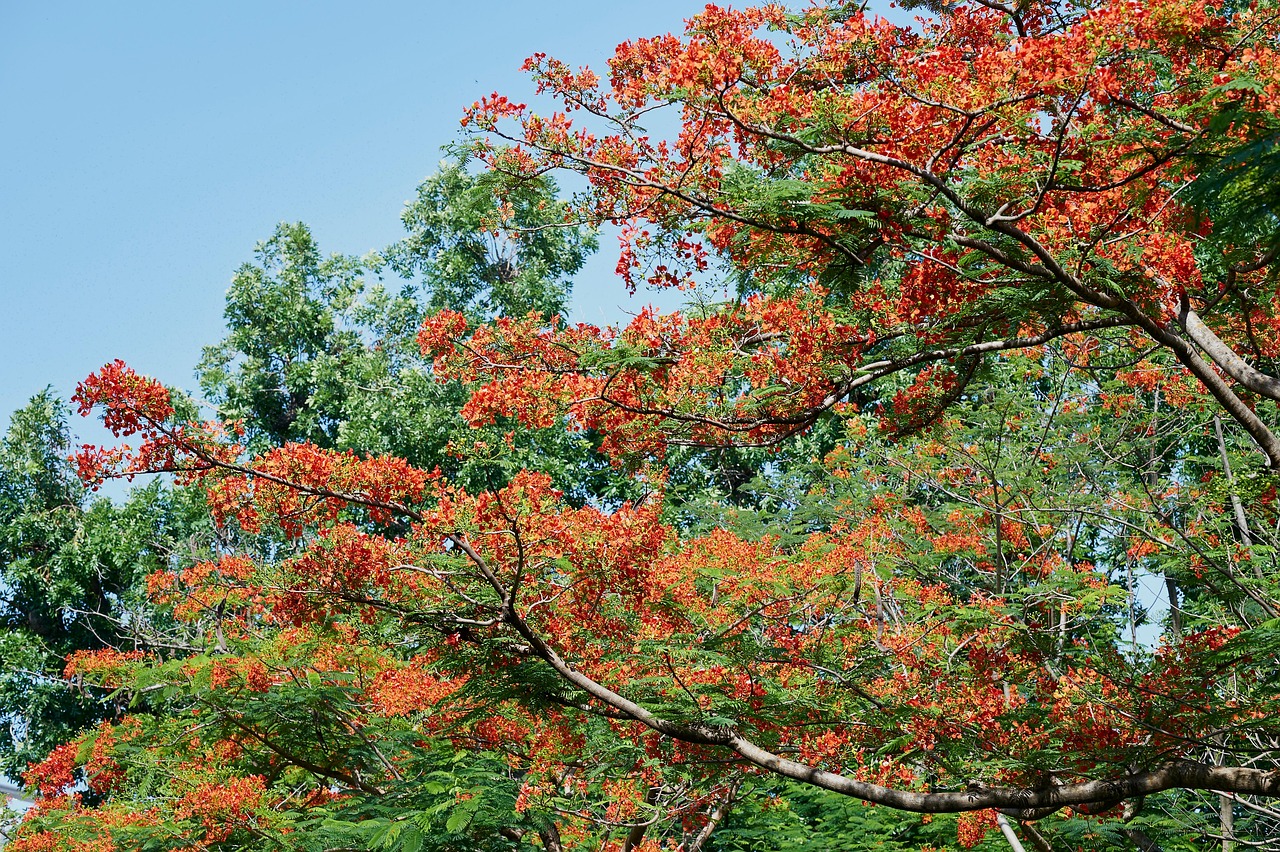 Hoa phượng,  Poinciana flower,hoa, màu đỏ, hoa nở, thực vật, red, flower, red flower-TieuBaoTruong 5