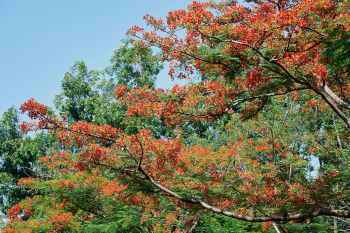 Hoa phượng,  Poinciana flower,hoa, màu đỏ, hoa nở, thực vật, red, flower, red flower-TieuBaoTruong 5