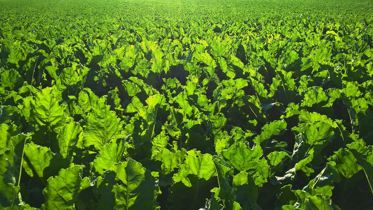 Cải, lá, rau, thực vật, cabbage, leaves, vegetables, plants - Pexels