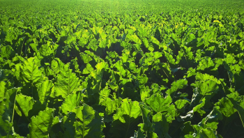 Cải, lá, rau, thực vật, cabbage, leaves, vegetables, plants - Pexels