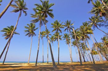Dừa, cây dừa, coconut, bãi biển, sand, sandy beach   - Pexels