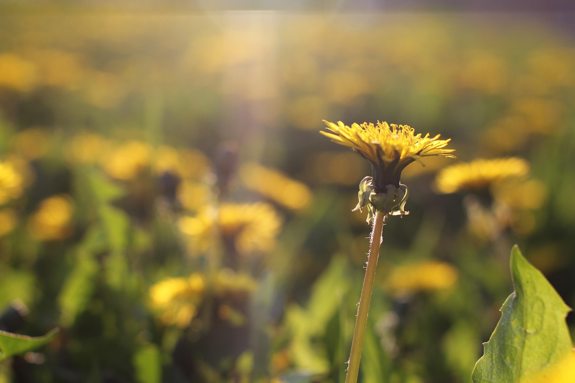 Hướng dương, hoa, màu vàng, hoa nở, thực vật, sunflower, yellow, flower, yellow flower, blooming, plant - Pexels