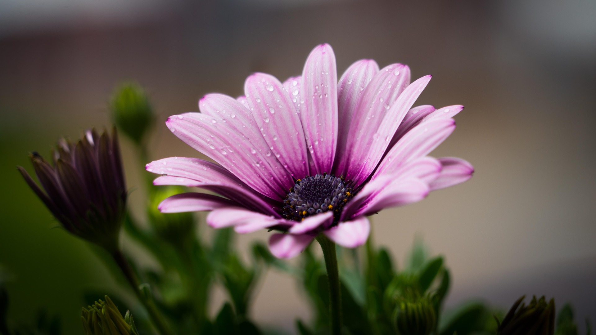 Hoa cúc,hoa, màu tím, hoa nở, thực vật, daisy, flower, purple flower, blooming, plant - Pexels 2