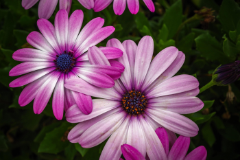 Hoa cúc,hoa, màu tím, hoa nở, thực vật, daisy, flower, purple flower, blooming, plant - Pexels 2