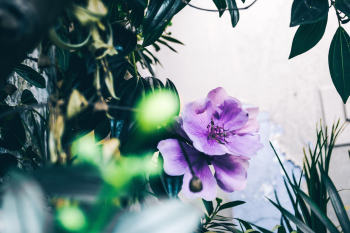 hoa, màu tím, hoa nở, thực vật, flower, purple flower, blooming, plant - Pexels 3