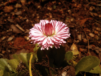Hoa, màu hồng, hoa nở, thực vật, pink, flower, pink flower, blooming, plant - Pexels 1