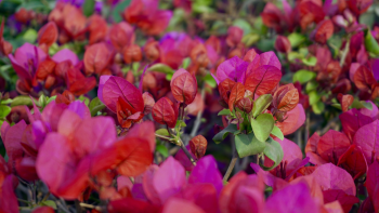 Hoa giấy, hoa, màu hồng, hoa nở, thực vật, pink, flower, pink flower, blooming, plant - Pexels 2